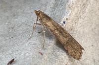 Nomophila noctuella