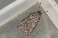 Pachycnemia hippocastanaria
