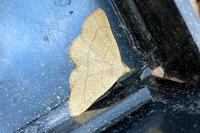 Paracolax tristalis