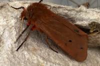 Phragmatobia fuliginosa