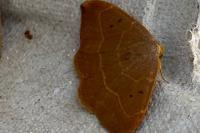 Watsonalla binaria
