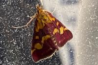 Pyrausta purpuralis
