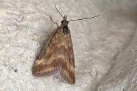 Pyrausta despicata