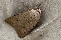 Caradrina clavipalpis