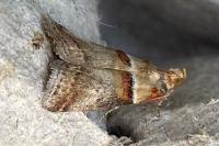 Acrobasis tumidana