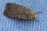 Caradrina clavipalpis