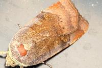 Noctua janthe/janthina