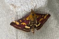Pyrausta purpuralis