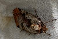 Epilecta linogrisea