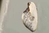 Cilix glaucata