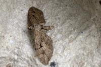 Eupithecia pusillata