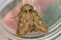 Luperina testacea