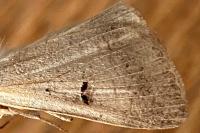 Lygephila craccae