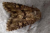 Luperina testacea