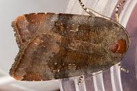 Noctua janthe