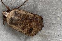 Noctua pronuba