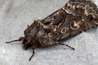 Thalpophila matura
