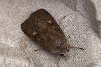 Xestia xanthographa
