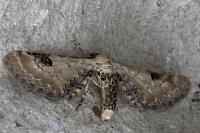 Eupithecia centaureata
