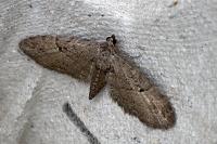 Eupithecia pusillata