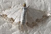 Scopula ornata