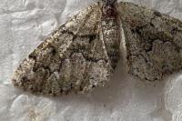Cleorodes lichenaria