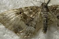 Epirrhoe alternata