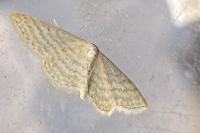 Idaea subsericeata
