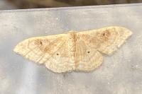 Idaea degeneraria