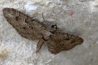 Eupithecia pusillata