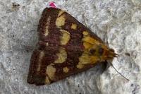 Pyrausta purpuralis