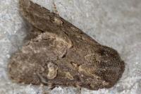 Luperina testacea