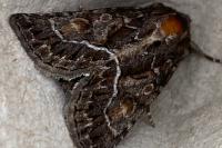 Thalpophila matura