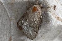 Trichiura crataegi