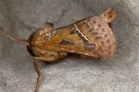Triodia sylvina