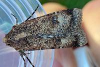 Agrotis trux