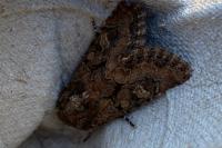 Luperina testacea