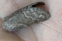 Trichiura crataegi