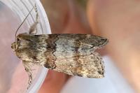 Cymatophorina diluta