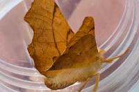 Ennomos erosaria