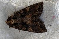 Mniotype satura