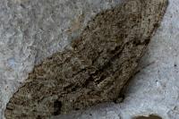 Peribatodes rhomboidaria