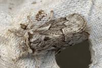 Trichiura crataegi