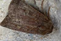 Xestia xanthographa