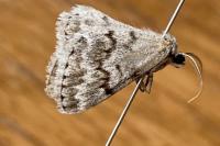 Pseudoterpna coronillaria