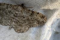 Peribatodes rhomboidaria