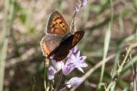 Lycaena phlaeas