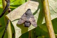 Macroglossum stellatarum