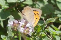 Lycaena phlaeas