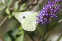 Pieris brassicae